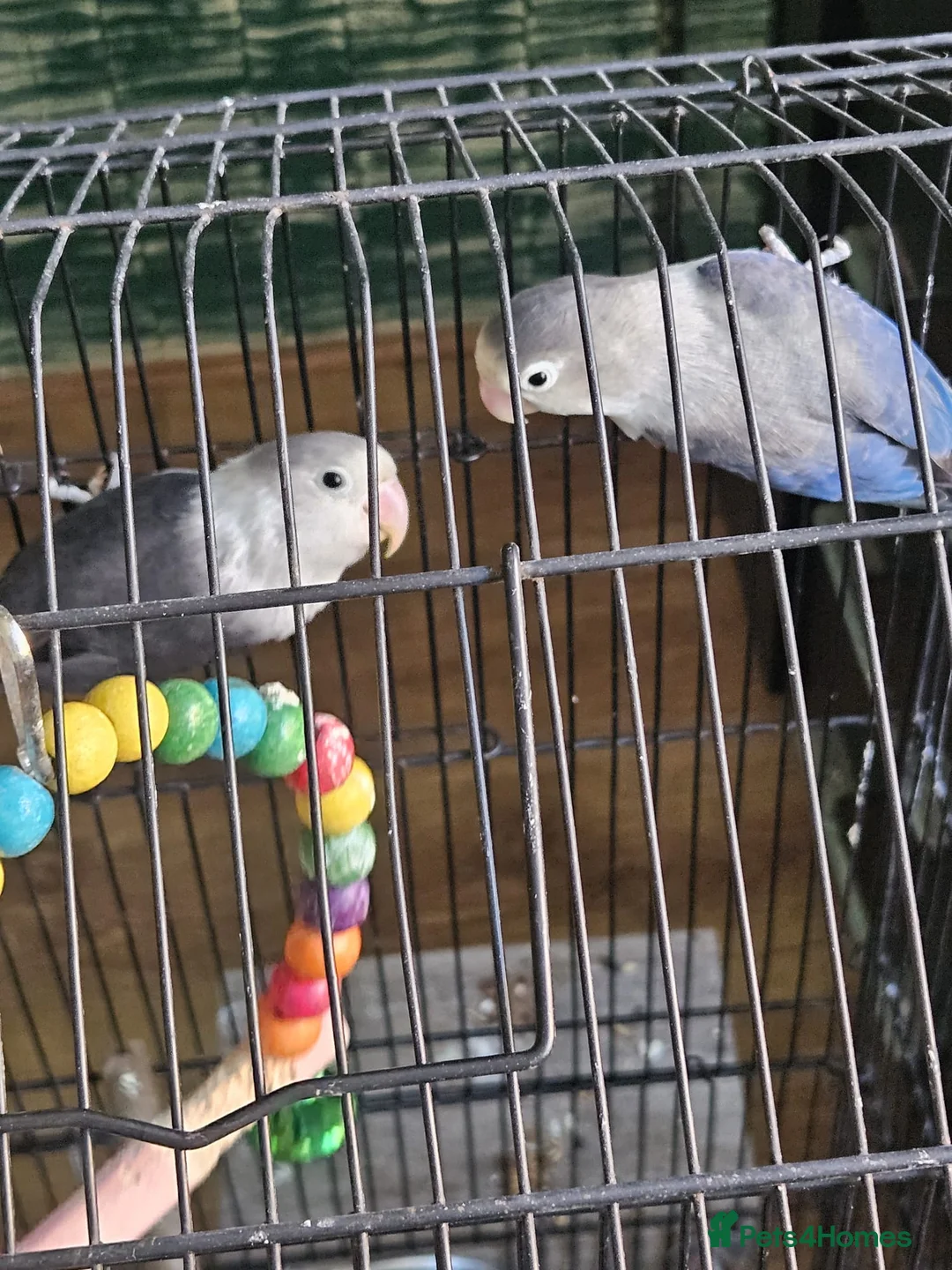Lovebirds birds for sale: Blue Male Lovebird - Advert 1