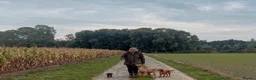 Dachshund dogs for sale: *Gamekeeper bred Wire Haired Dachshund Puppies* - Advert 4