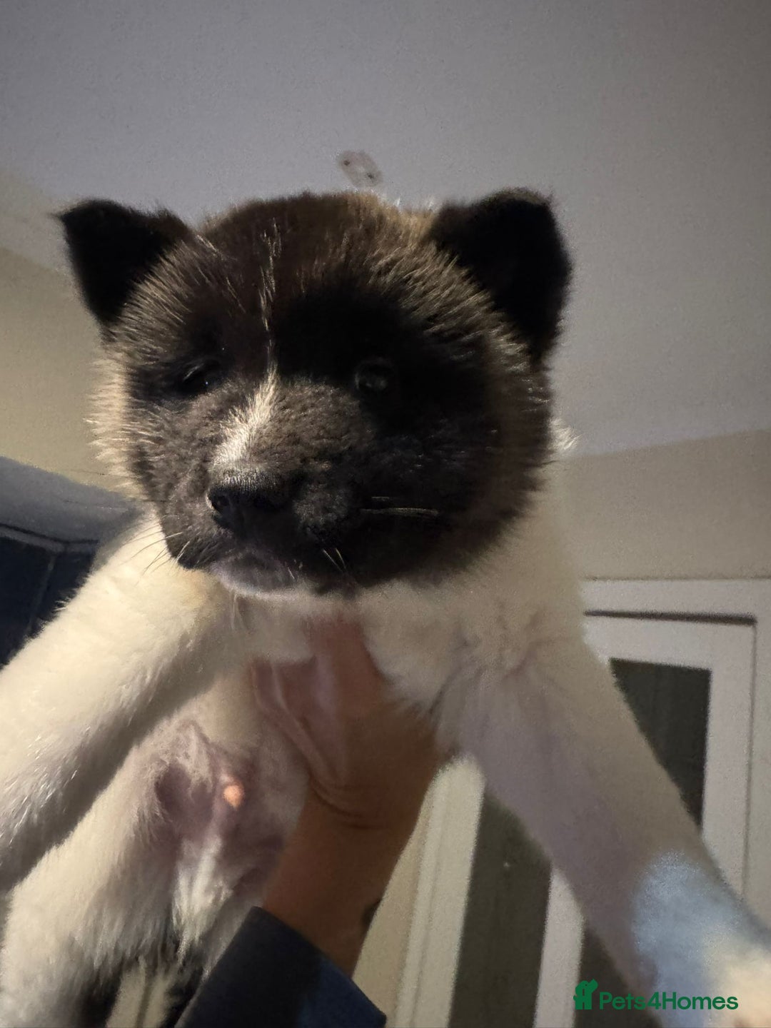 Akita dogs for sale: Bear faced American akitas puppies  - Advert 12