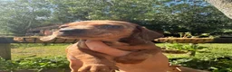 Dachshund dogs for sale: Beautiful Dachshund Boys! - Advert 3