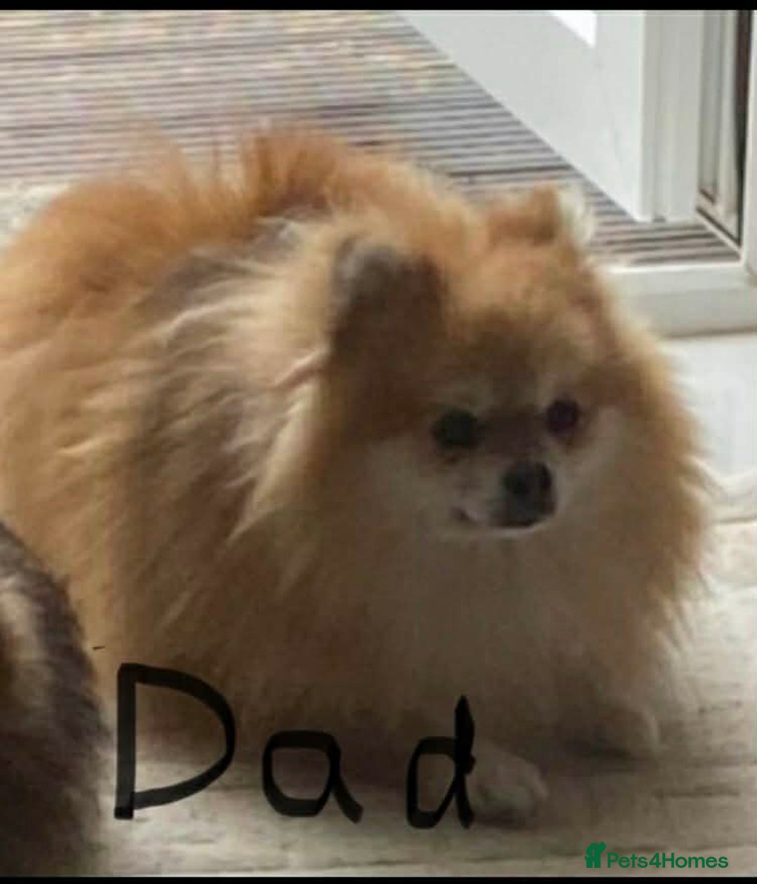 Pomeranian dogs for sale: Beautiful Pomeranians 🤍 - Advert 4