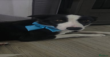 Border Collie dogs - Advert 13
