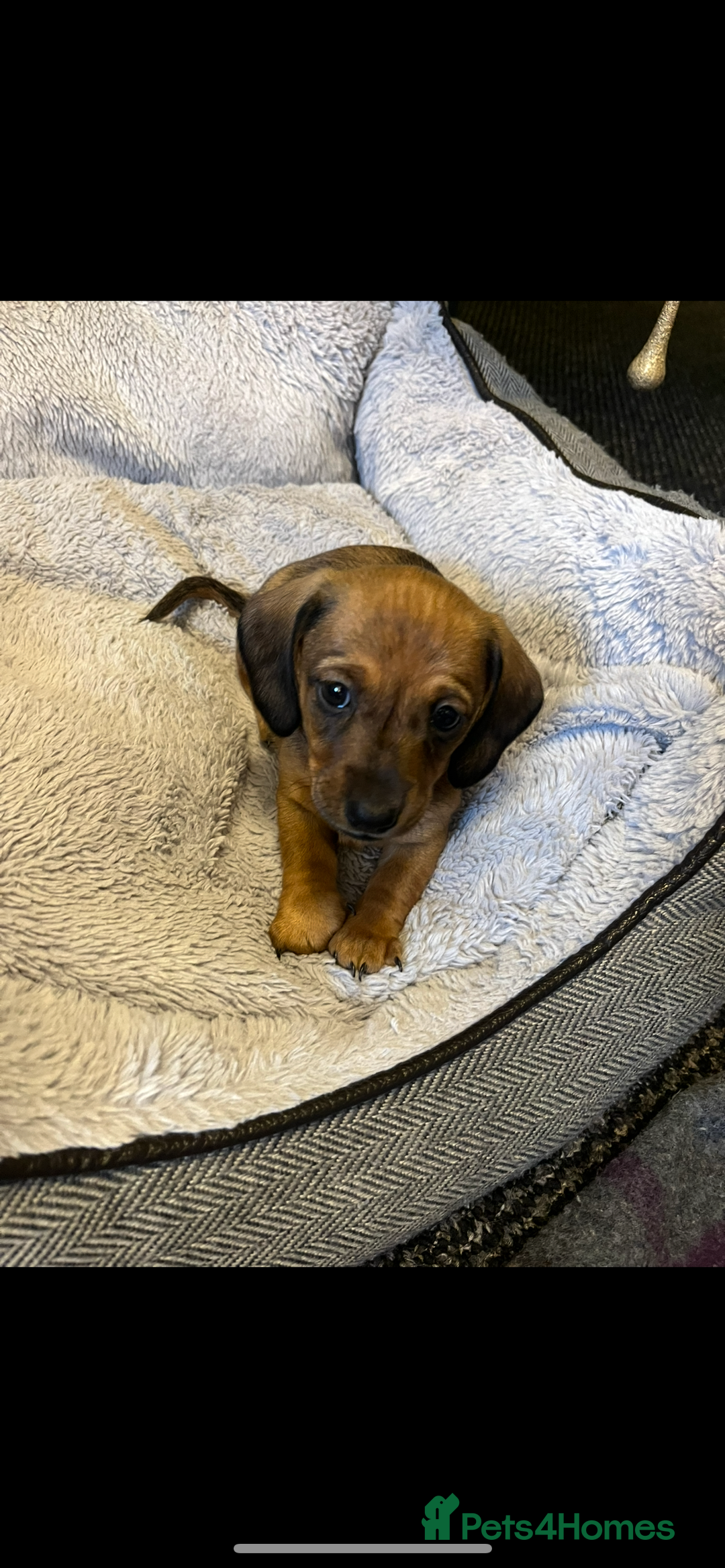 Dachshund dogs for sale: Red dachshund puppies  - Advert 4