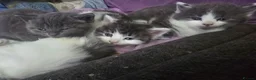 Mixed Breed cats for sale: Kitten  - Advert 4
