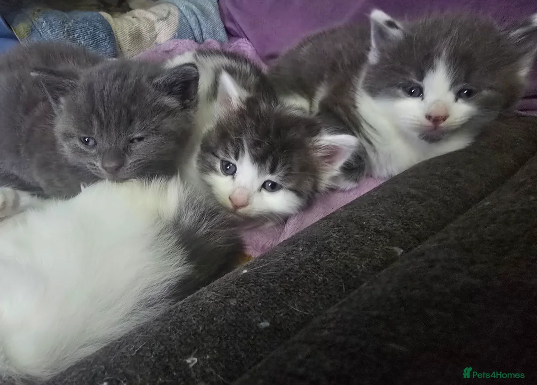 Mixed Breed cats for sale: Kitten  - Advert 4