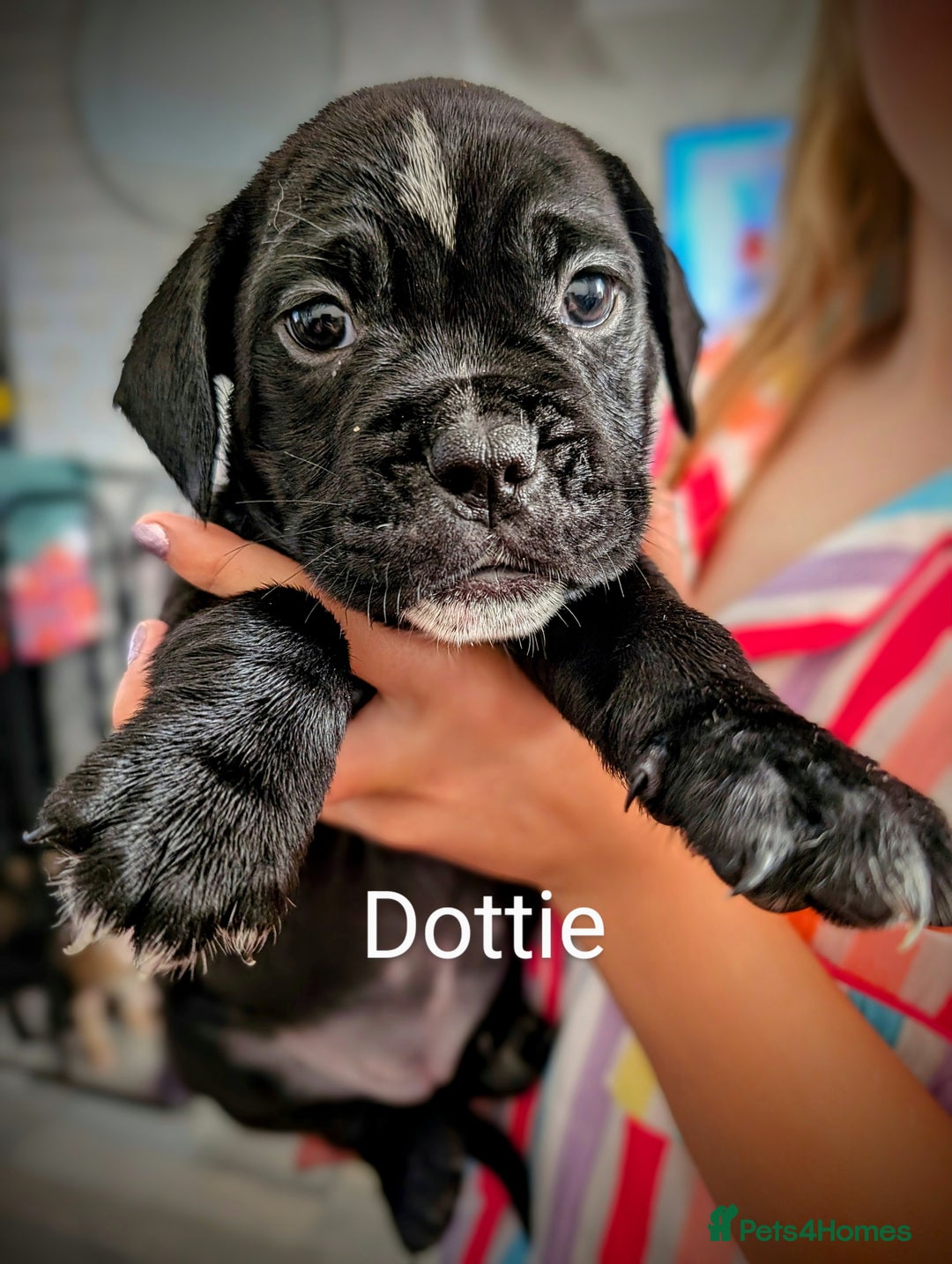 Mixed Breed dogs for sale: Cane corso cross  - Image 13
