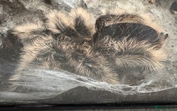Tarantulas invertebrates for sale: Adult female curly hair and enclosure. - Image 7