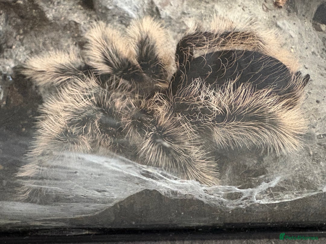 Tarantulas invertebrates for sale: Adult female curly hair and enclosure. - Image 7