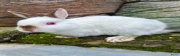 Netherland Dwarf rabbits for sale: 3 young Netherland dwarf rabbits for sale £50 in Manchester - Advert 12