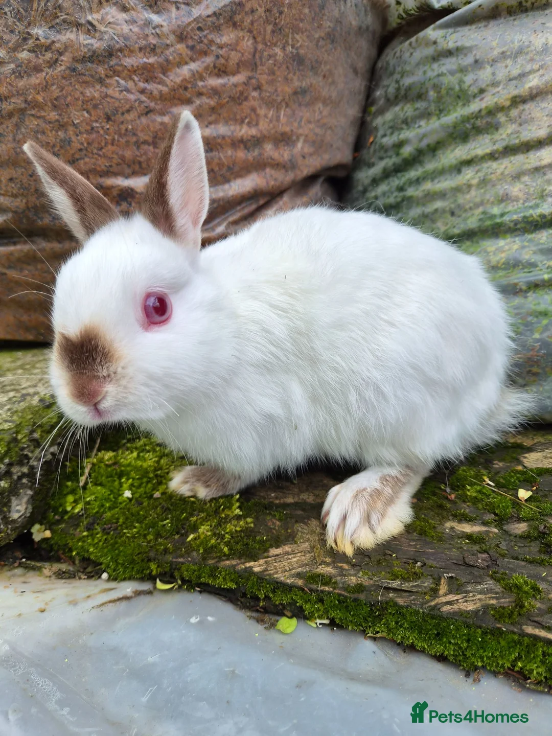 Netherland Dwarf rabbits for sale: 3 young Netherland dwarf rabbits for sale £50 in Manchester - Advert 12