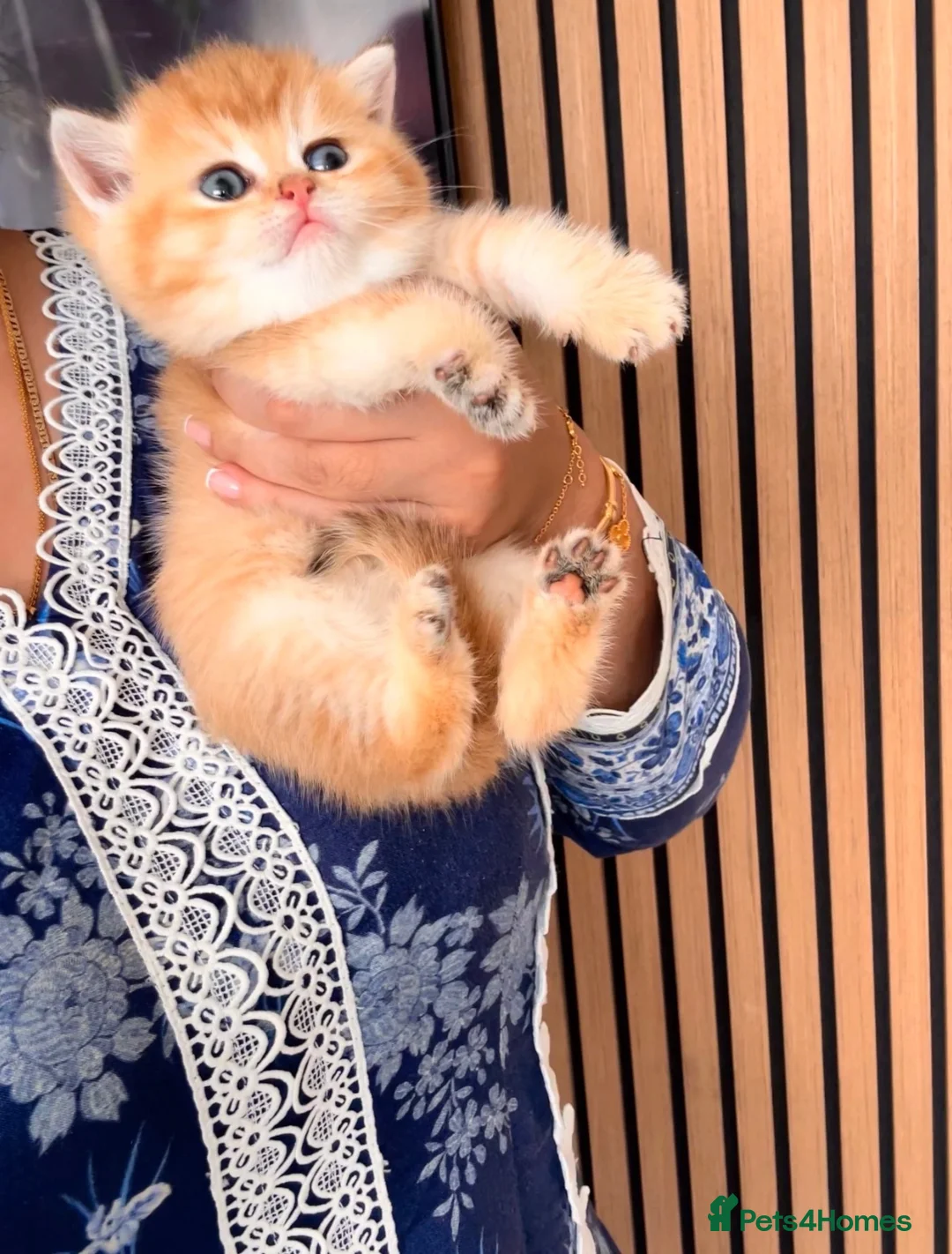 British Shorthair cats for sale: Champion🏆 🌈 GCCF golden Chinchilla BSH 🧸🍯 - Advert 1