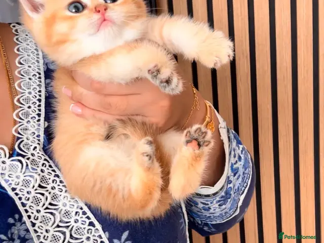 British Shorthair cats Champion🏆 🌈 GCCF golden Chinchilla BSH 🧸🍯 - Advert 4