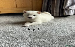 Japanese Shiba Inu dogs for sale: Health Tested Japanese Shiba Inu Puppies - Image 9