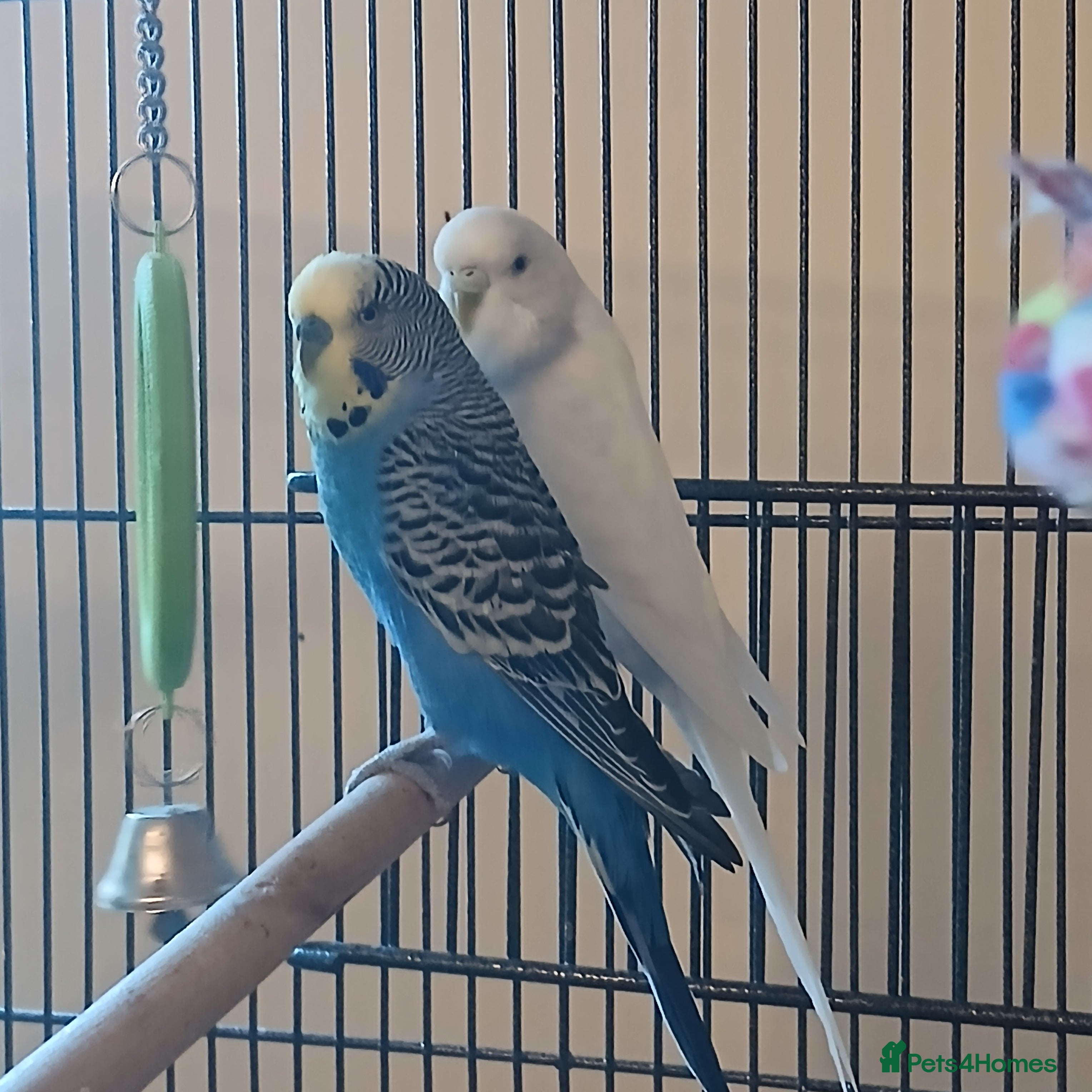 Budgerigars birds Bluey, Muffin, and Bingo - Advert 8