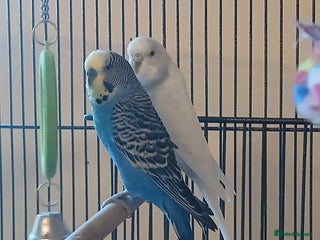Budgerigars birds Bluey, Muffin, and Bingo - Advert 1
