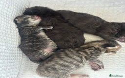 Maine Coon cats for sale: MAINECOON kittens large fluffy  - Image 14