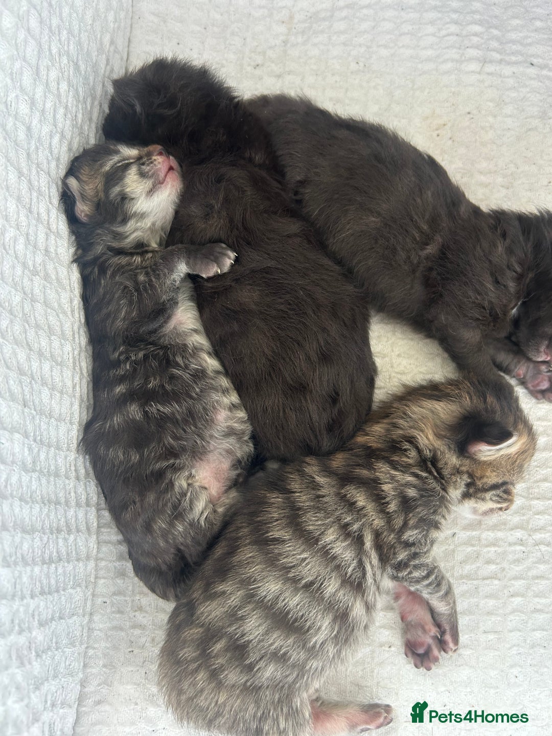 Maine Coon cats for sale: MAINECOON kittens large fluffy  - Image 14