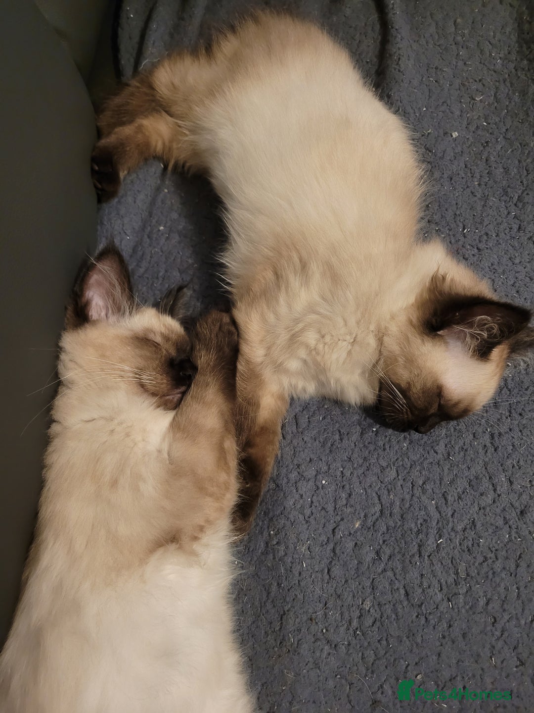 Ragdoll cats for sale: Last male Seal Point available  - Advert 3