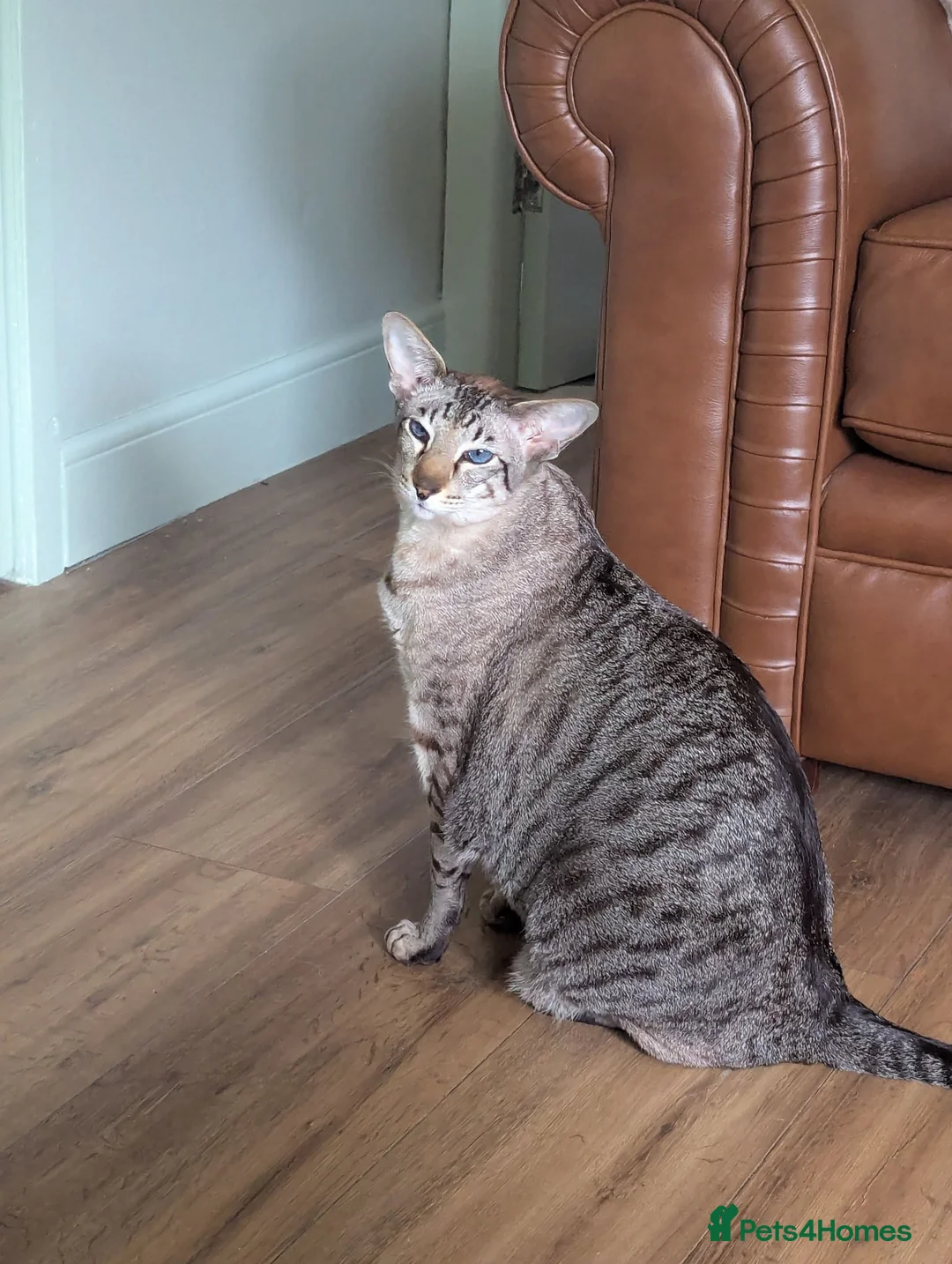 Oriental cats for sale: Beautiful gentle giant  - Advert 1
