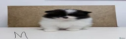 Pomeranian dogs for sale: Pomeranian Puppies – Home Raised With Mum & Dad - Advert 19