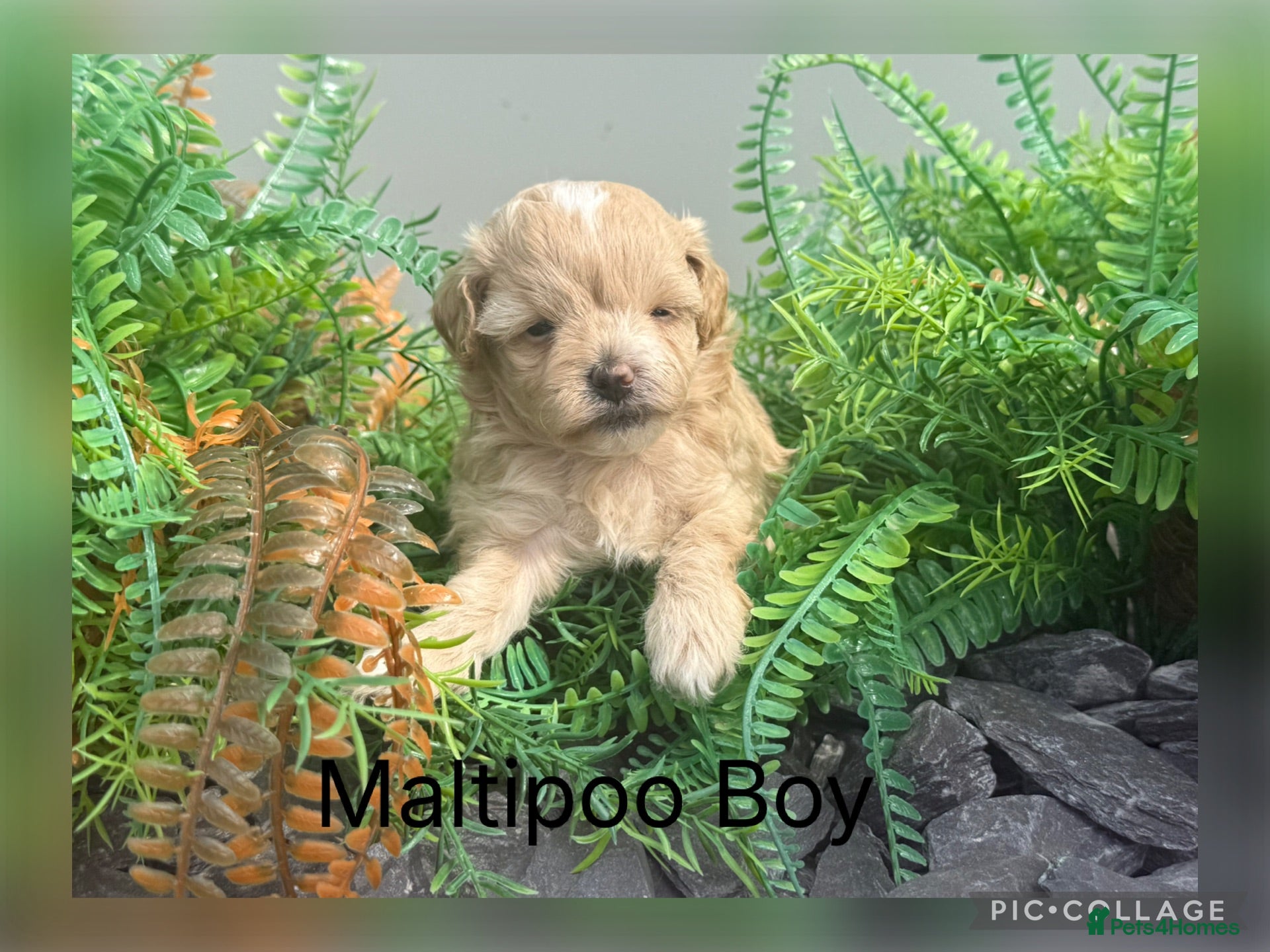 Maltipoo dogs Maltipoo Babies  - Advert 2