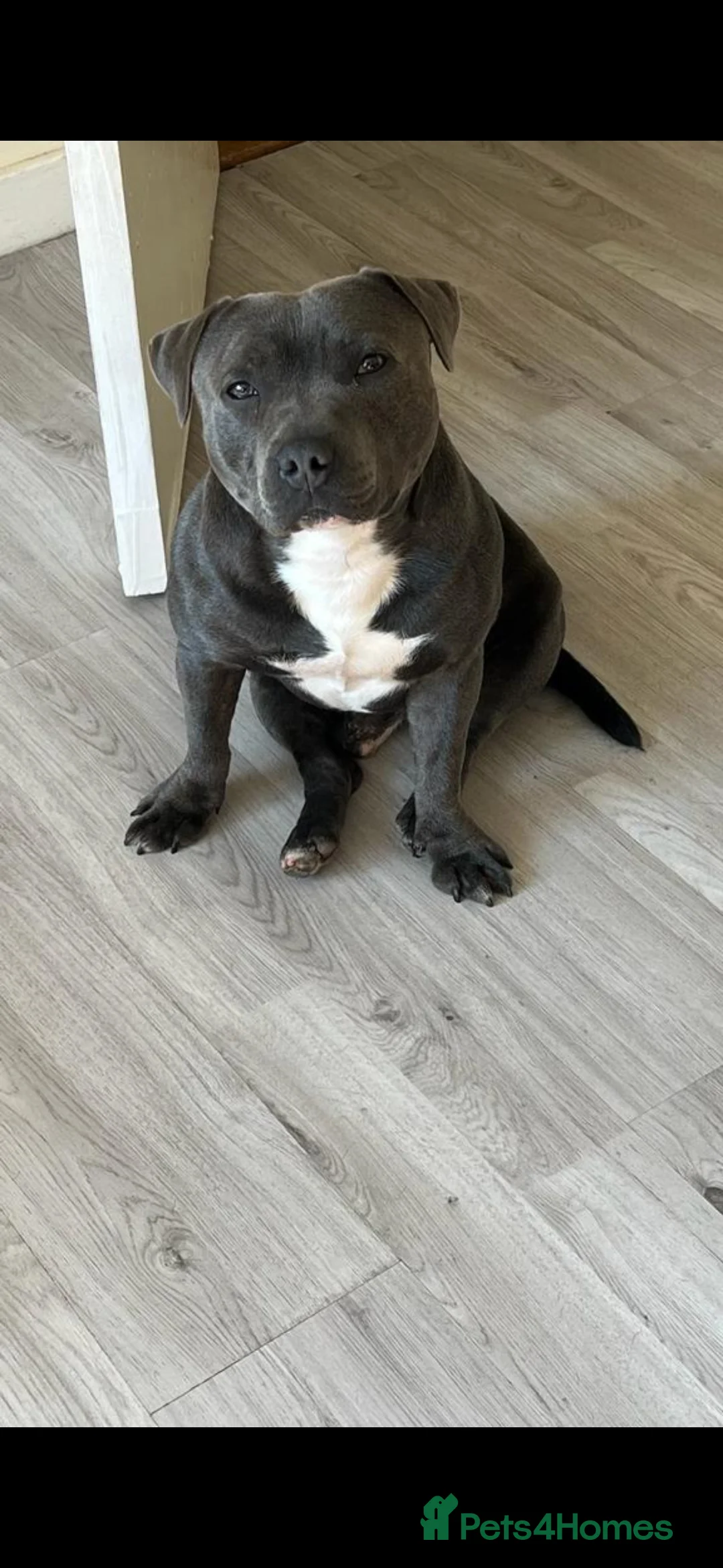 Staffordshire Bull Terrier dogs for sale: Blue bitch staff - Advert 2
