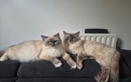 Ragdoll cats for sale: beautiful ragdoll kittens  - Image 10