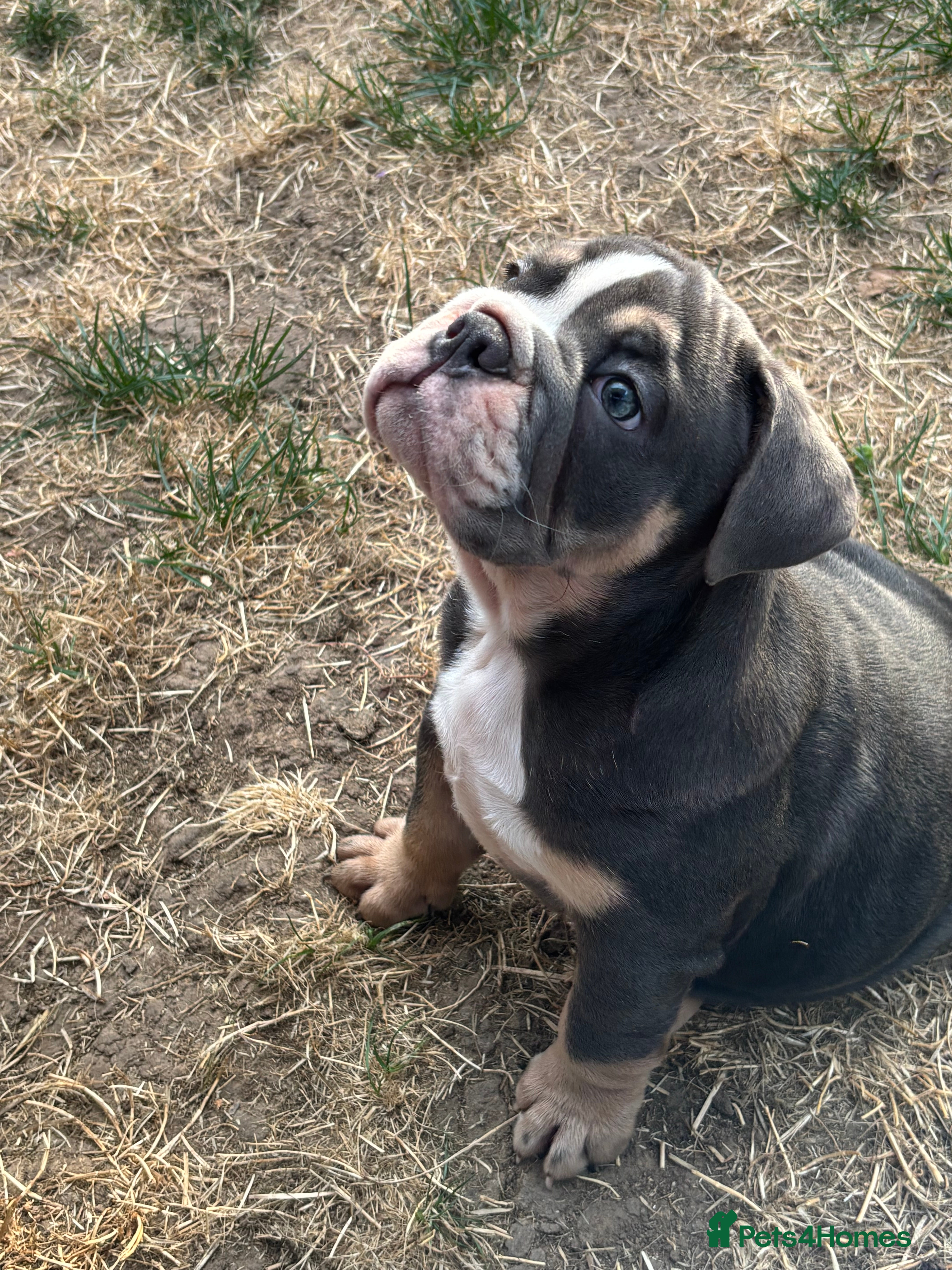 English Bulldog dogs Female English bulldog  - Advert 8