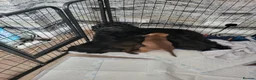 Mixed Breed dogs for sale: Sprockerpoo  in Doncaster - Advert 2