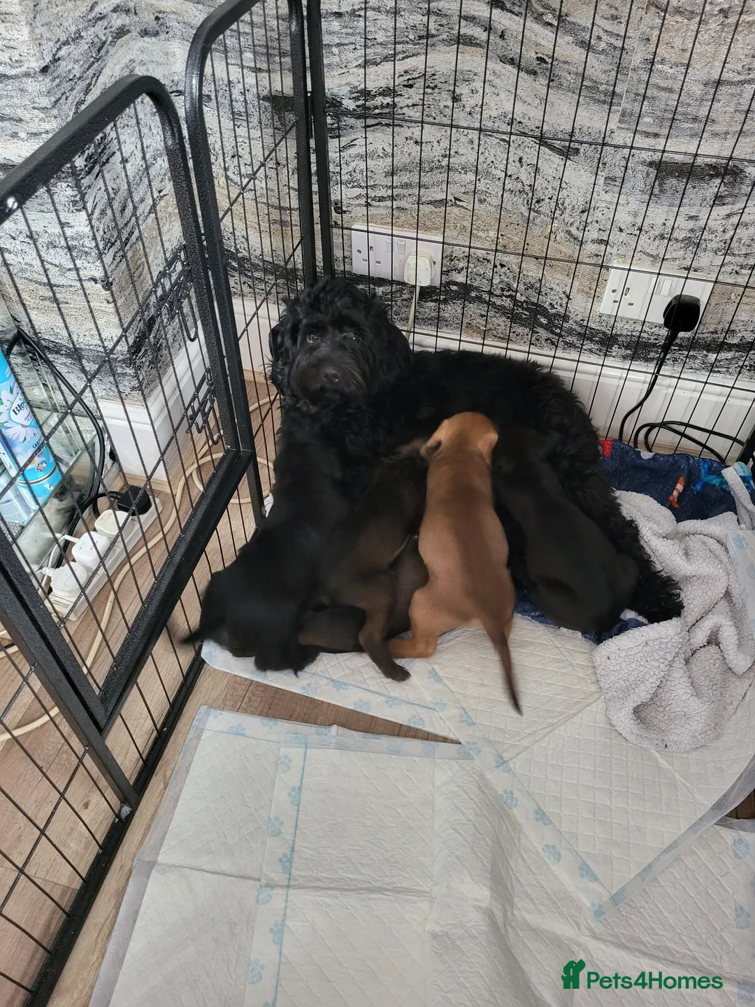 Mixed Breed dogs for sale: Sprockerpoo  in Doncaster - Advert 2
