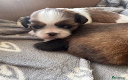 Shih Tzu dogs for sale: Beautiful Shih Tzu Pups - Image 14