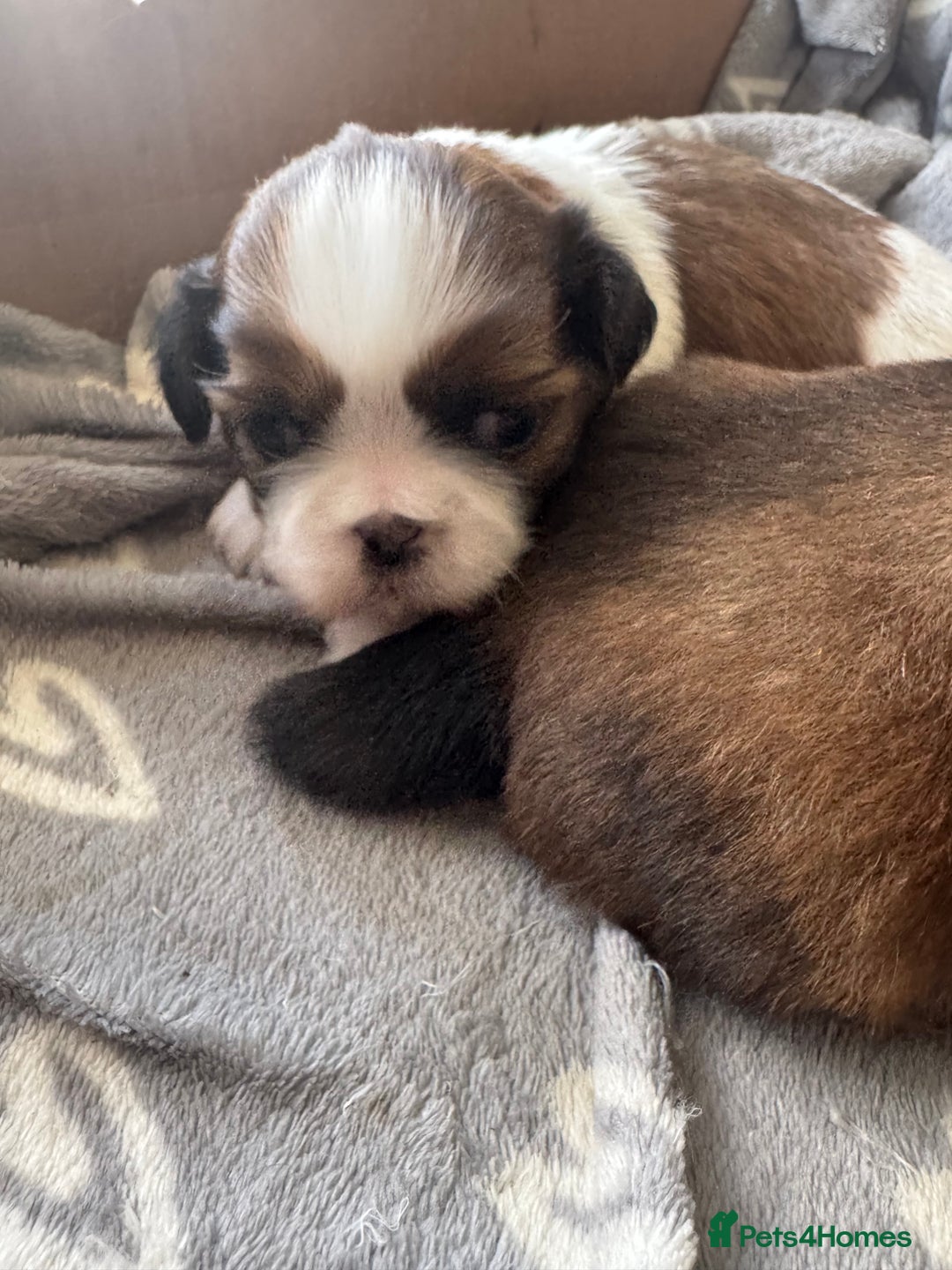Shih Tzu dogs for sale: Beautiful Shih Tzu Pups - Image 14