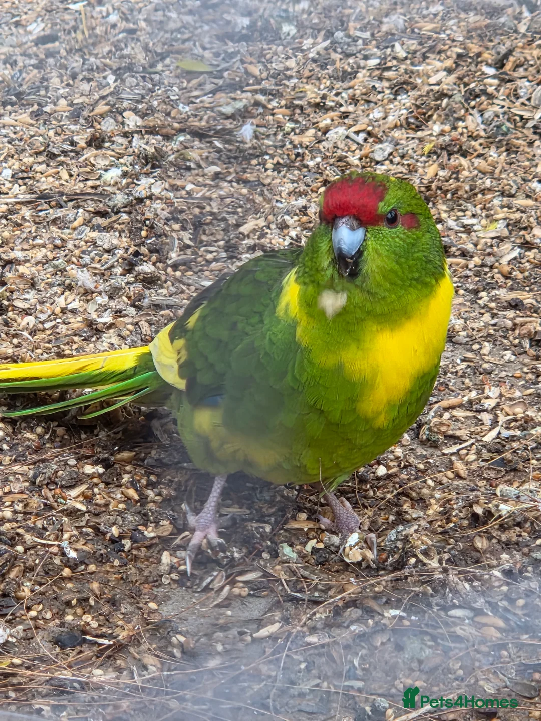 Parakeets birds for sale: Young Kakarikis For Sale - Advert 10