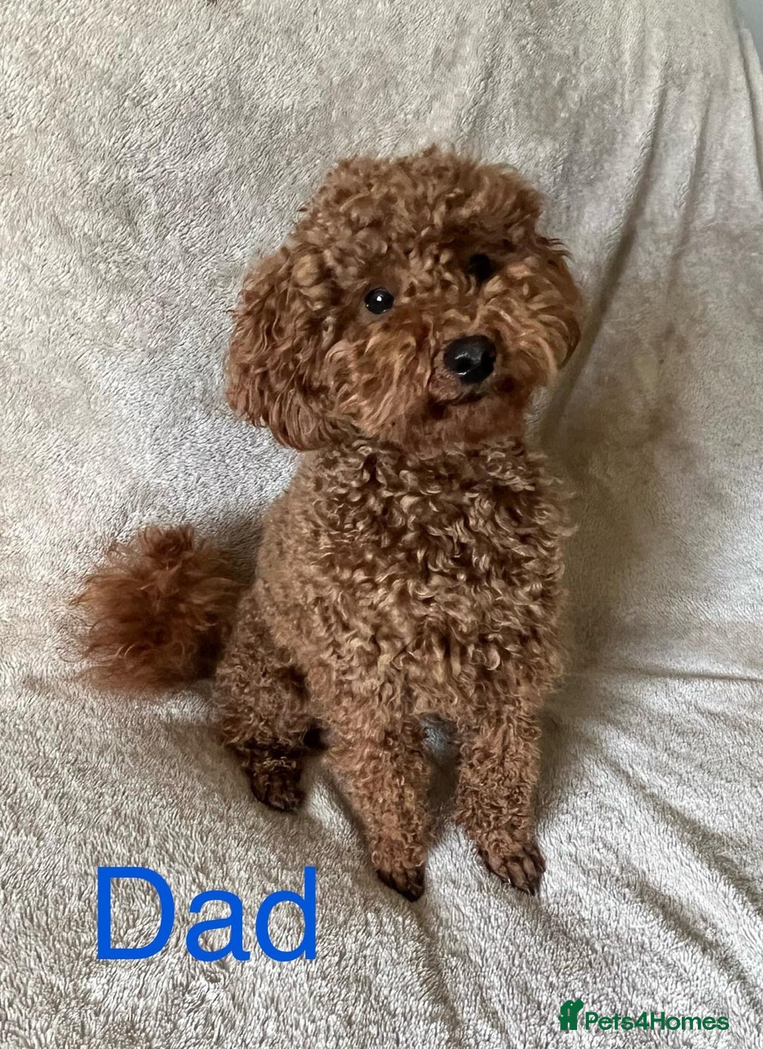 Cockapoo dogs for sale: Stunning litter of F1 Cockapoos - Image 8