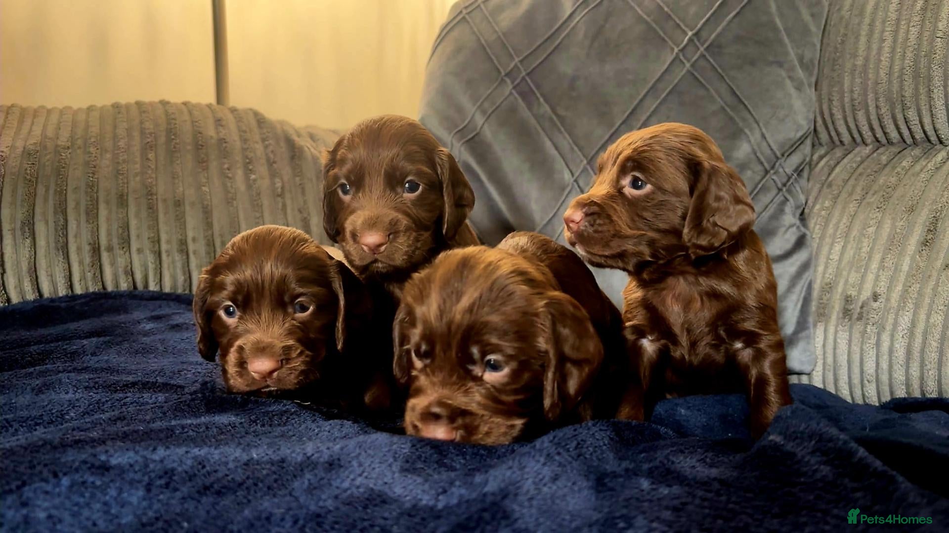 Cocker Spaniel dogs   KC REG Working Chocolate spaniels babies - Advert 5