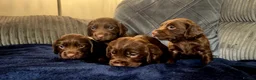 Cocker Spaniel dogs for sale: 8 october ready for their homes KC Reg 3 boys avai - Advert 15