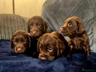 Cocker Spaniel dogs KC REG Working Chocolate spaniels babies - Advert 5