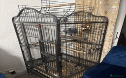 Parrots birds for sale: African grey for sale  - Advert 2