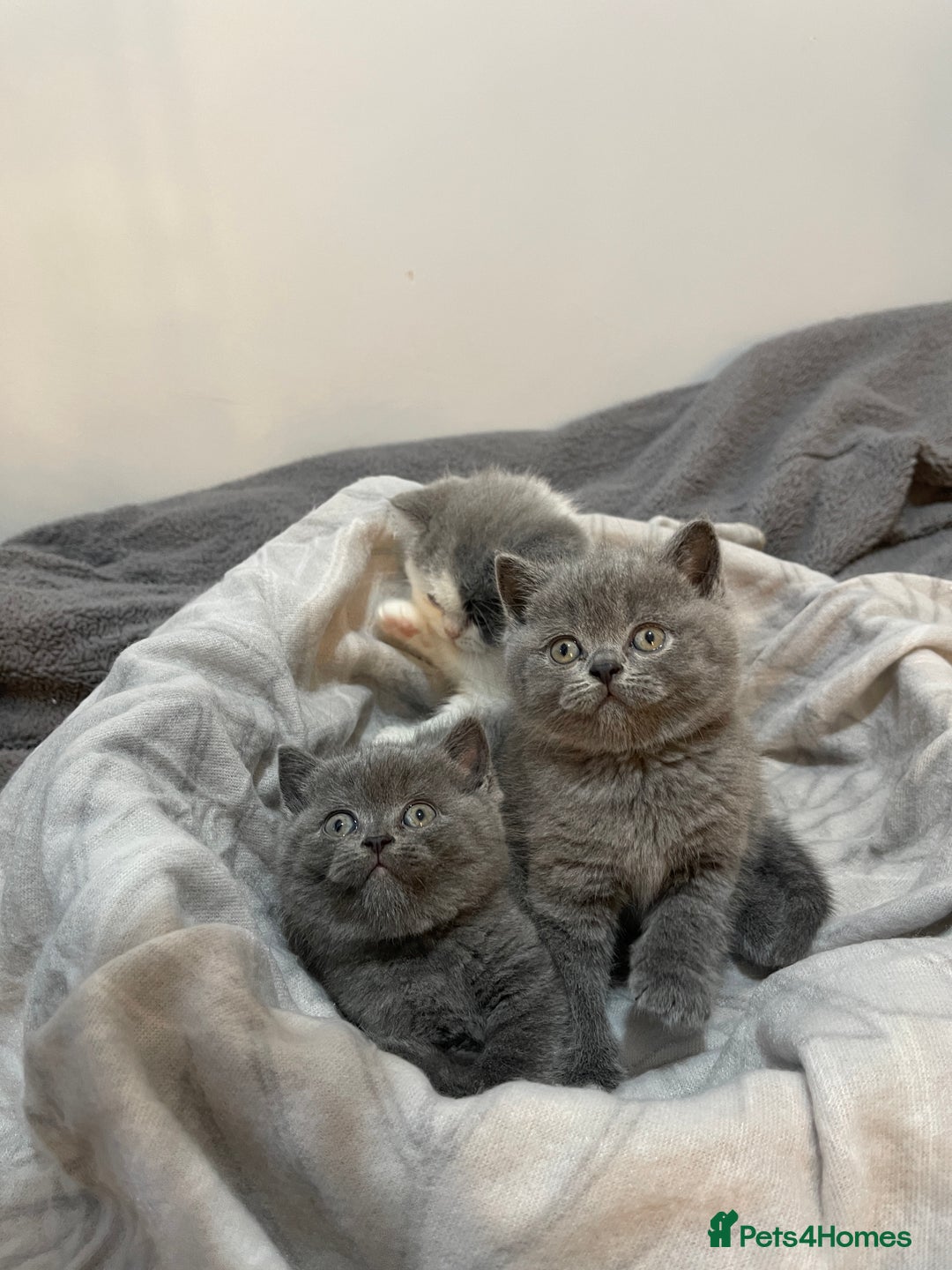 British Shorthair cats for sale: Beautiful British shorthair kittens 🐈  - Advert 12