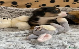 Welsh Corgi Cardigan dogs for sale: WELSH CARDIGAN CORGI BABIES FROM 5 ⭐ LICENSED HOME - Image 7