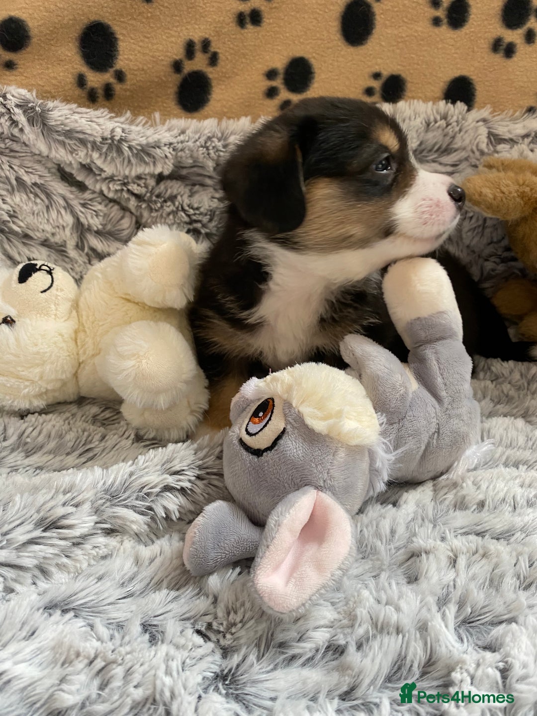 Welsh Corgi Cardigan dogs for sale: WELSH CARDIGAN CORGI BABIES FROM 5 ⭐ LICENSED HOME - Image 7