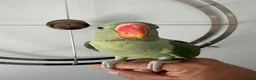 Parrots birds for sale: Beautiful Young Alexandrian Parrot – With Cage - Advert 11