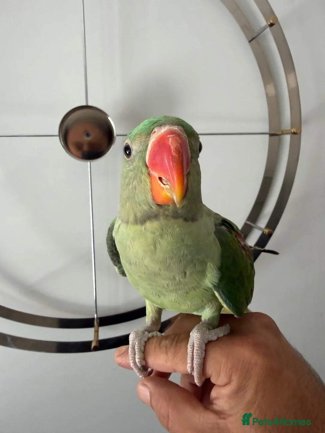 Parrots birds for sale: Beautiful Young Alexandrian Parrot – With Cage - Advert 11