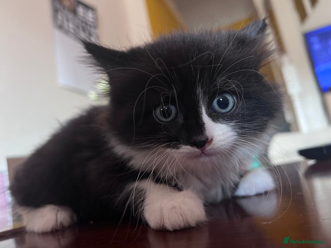 Mixed Breed cats for sale: Got 4 kittens looking for them home  - Image 9