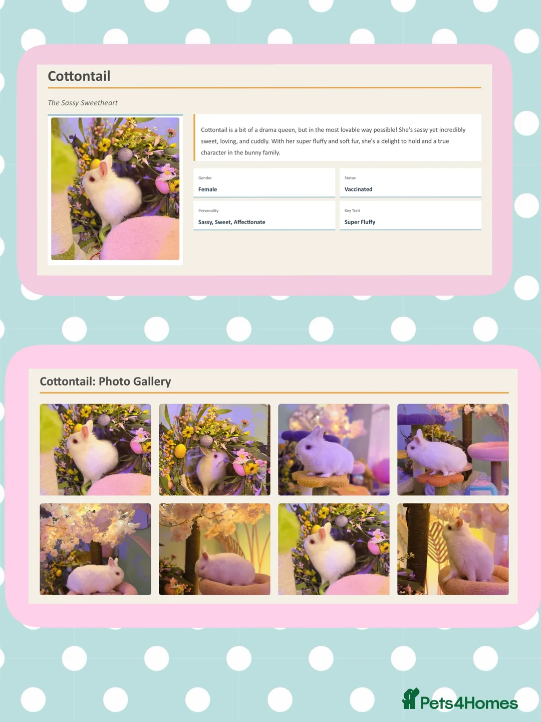 Netherland Dwarf rabbits for sale: Young Netherland dwarf Urgent need of rehoming  in Camberley - Advert 1