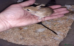 Gerbil rodents for sale: Super friendly gerbils from hobby breeder  - Image 19