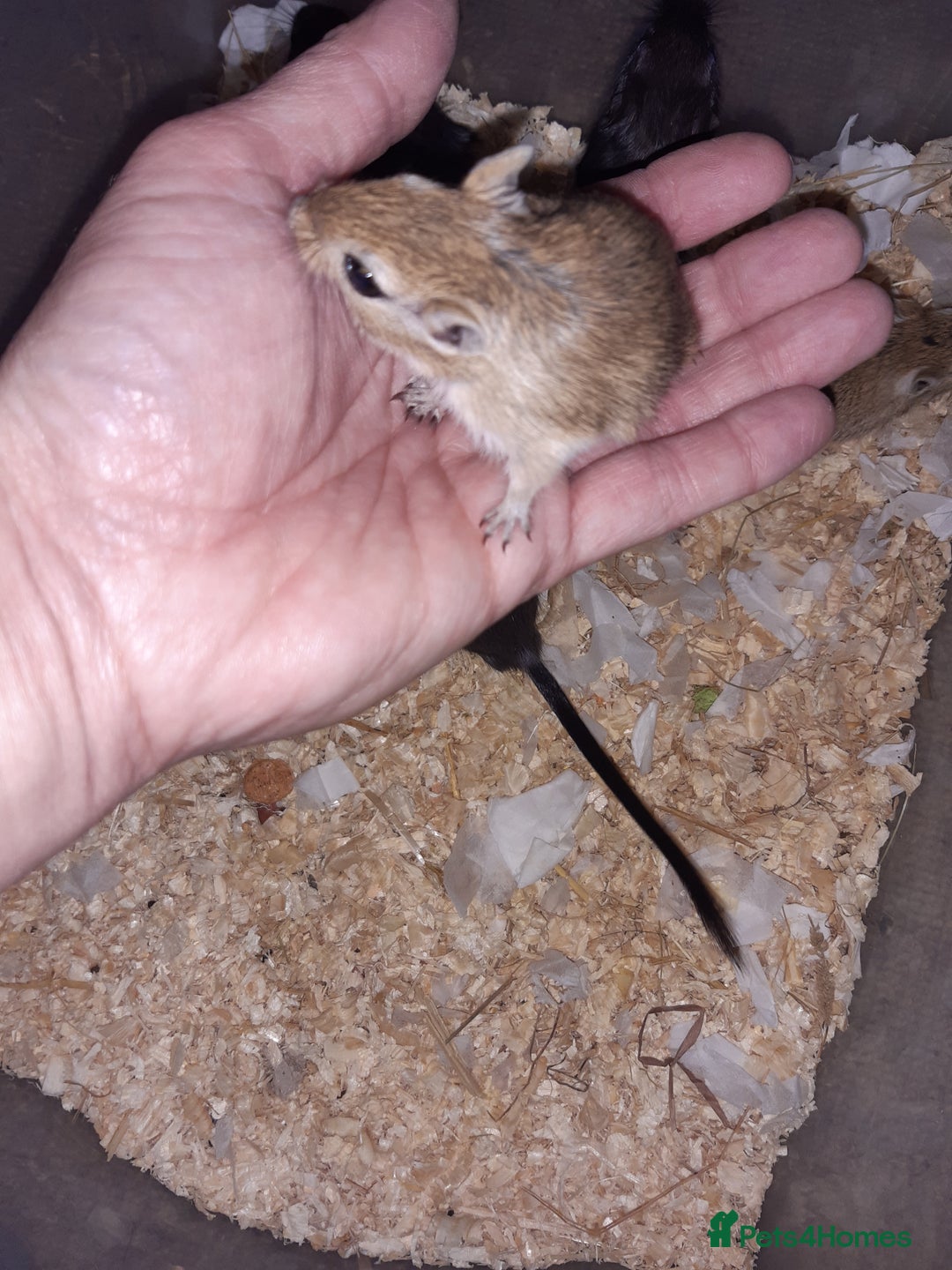 Gerbil rodents for sale: Super friendly gerbils from hobby breeder  - Image 19
