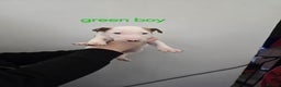 Bull Terrier dogs for sale: 4 English bull terriers - Advert 3
