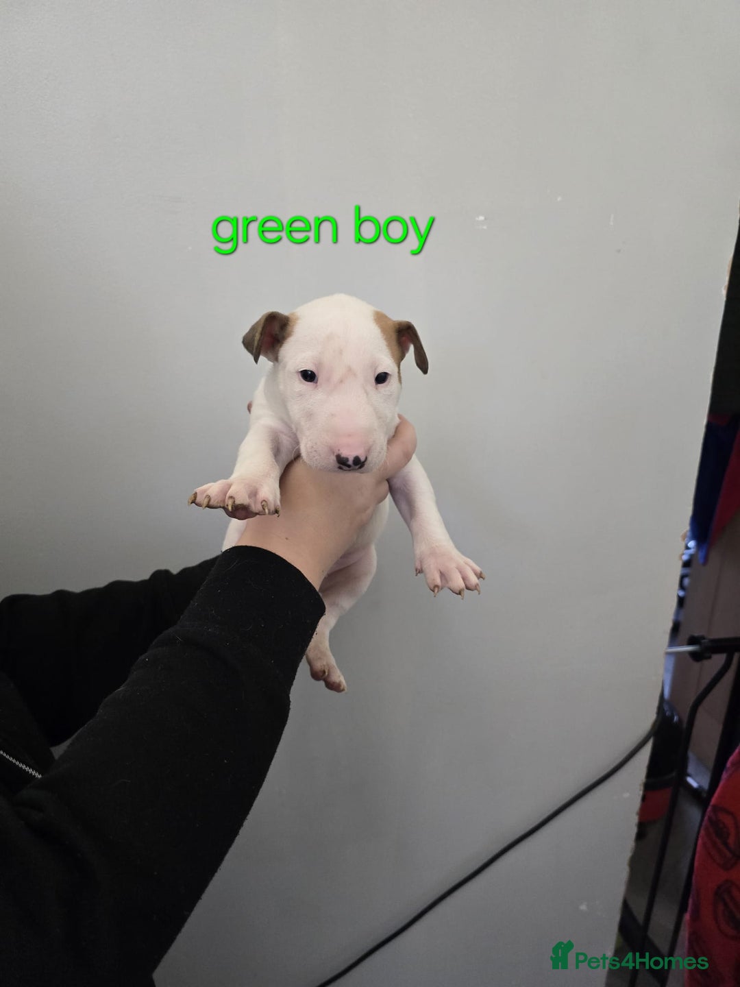 Bull Terrier dogs for sale: 4 English bull terriers - Advert 3