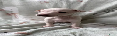 Puppy 1